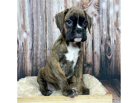 Boxer Puppy Brindle ID:17328 Located at Petland Fairfield, Ohio