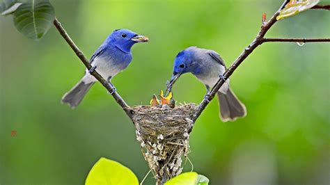 Download Nest Animal Black-Naped Monarch HD Wallpaper