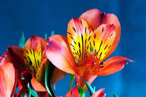 Alstroemeria Care – Growing The Peruvian Lily | Epic Gardening