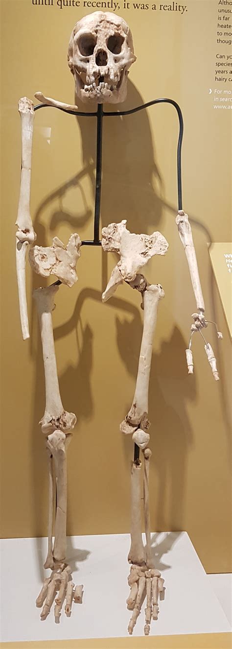 Homo Floresiensis Skull Replica