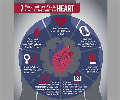 7 Fascinating Facts About Human Heart Facts About Humans Fun Facts - Riset