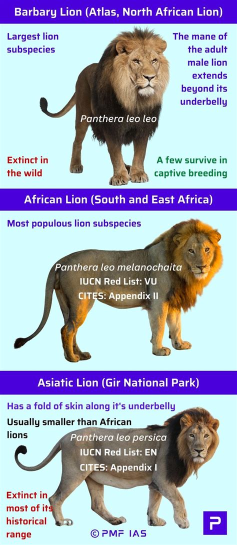 Asiatic Lions, African lion (Panthera leo melanochaita) vs Asiatic lion (Panthera leo persica ...