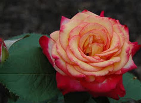 18 Best Floribunda Roses For Your Flower Garden - Mississippi Greens