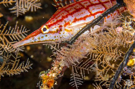 Longnose Hawkfish-Facts and Photographs • Seaunseen