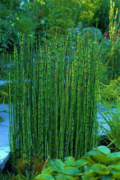 55 x 15 Inches Tall Horsetail Reeds | Etsy | Reeds plants, Horsetail ...