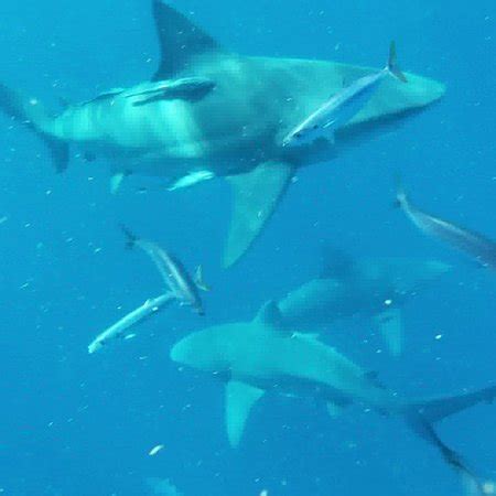 Florida Shark Diving (Jupiter) - 2019 All You Need to Know BEFORE You ...