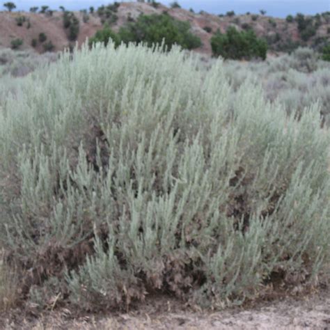 Stevenson Intermountain Seed | Artemisia tridentata ssp. wyomingensisWyoming Big Sagebrush (Native)