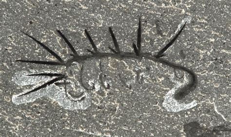 Freaky Burgess Shale fossil finds its head - CNET