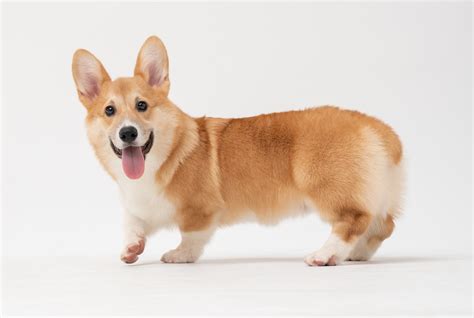 Do Corgis Have Tails