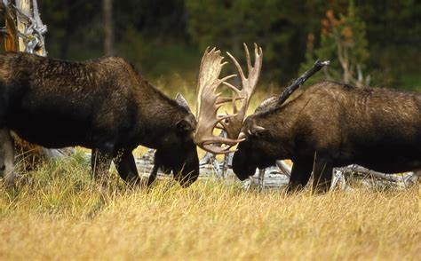 2 moose free image | Peakpx