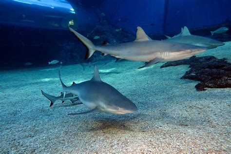 SHARK DIVE MAUI at The Maui Ocean Center - Blaze Anderson