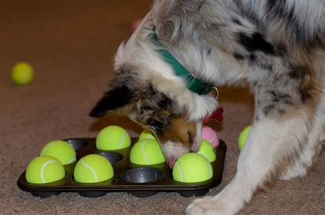 5 Fun Indoor Games for Your Dog - Inside Dogs World