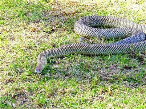 Mulga Snake (Pseudechis australis)