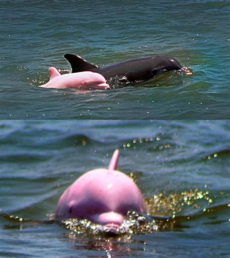 Albino Dolphin | Animales, Pink, Pajaros