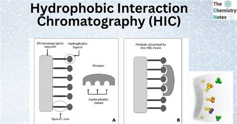 Hydrophobic interaction chromatography (HIC)