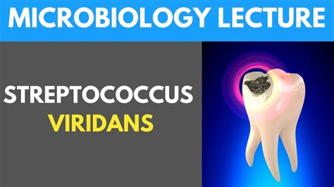 Streptococcus Viridans Clinical, Pathogenesis, Investigations ...