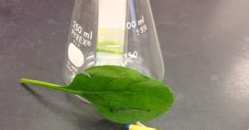 We Tried it at Home...: Plant Pigments & Photosynthesis Lab