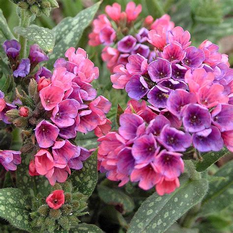 10 Shade Garden Plants for a Colorful Garden