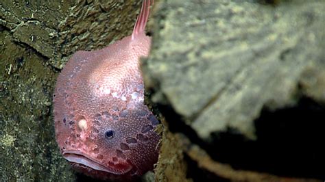 Secrets Of The Mariana Trench, Caught On Camera | WBUR News