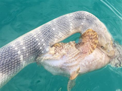 Snake Bites Stonefish and the Other Way Around : People.com