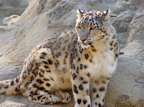 Snow Leopard ~ Animals World