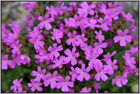 Alpine Rock Garden: Erinus alpinus | Rock garden, Alpine plants, Garden