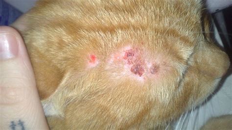 My Cat Has Scabs On Back