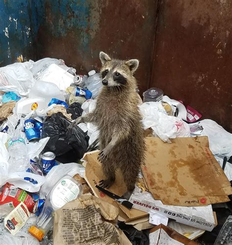 Trash panda stuck in the trash. : r/trashpandas