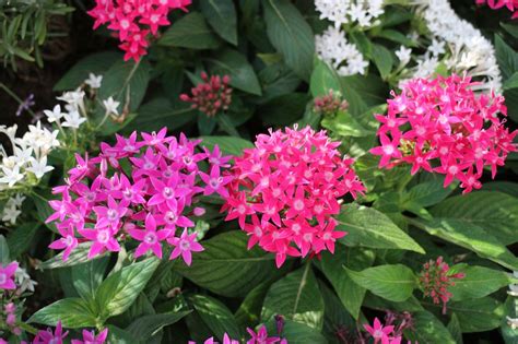 Pentas Plants Buying & Growing Guide | Trees.com