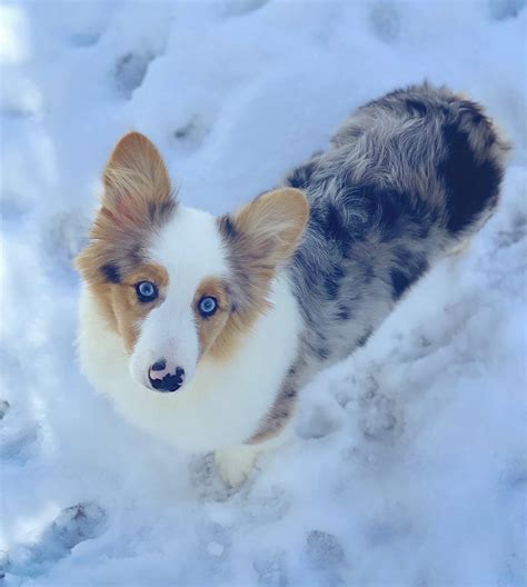 Cobalt, my blue Merle fluffy corgi 💙 : r/corgi