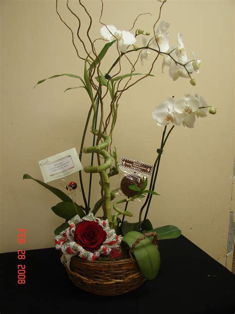 Bamboo Orchid Plant | Bamboo Products Photo