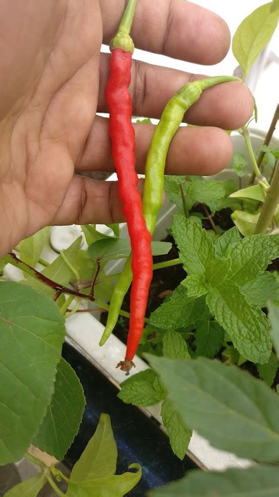 Byadgi chilli Seeds - Rangamalai Organic Farms (ROF) - Manvasanai