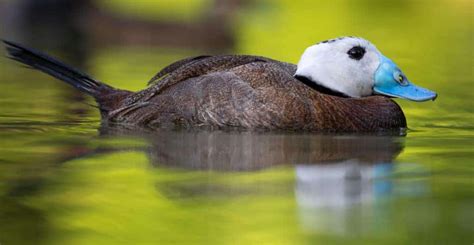 White-headed Duck - British Waterfowl Association