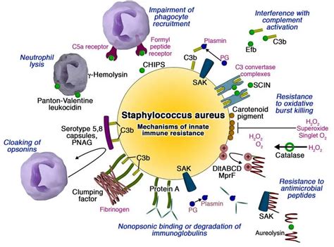 Staphylococcus aureus Virulence Factors • Microbe Online