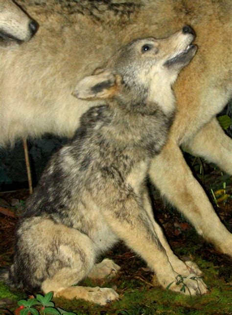 Bestand:Grey Wolf 7.jpg - Wikipedia