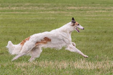 Borzoi Dog Running and Chasing Lure on Field Stock Image - Image of breed, garden: 230862441
