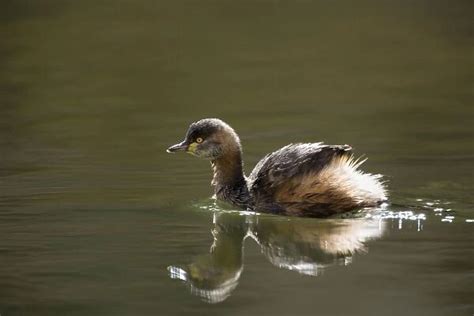 Australasian Grebe adult in breeding plumage swims on a