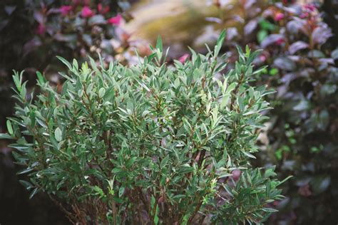 Blue Fox Willow - dense ball of blue-grey foliage, great for hedging, trims well. | Blue plants ...