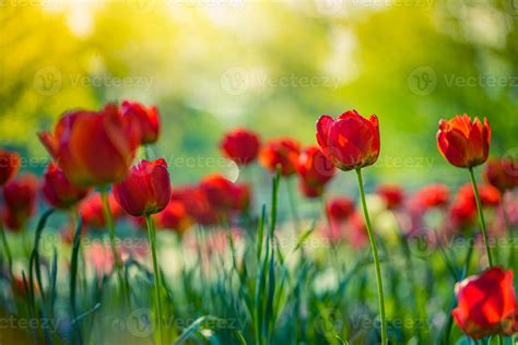 Beautiful red tulips blooming in tulip field in garden with blurry ...