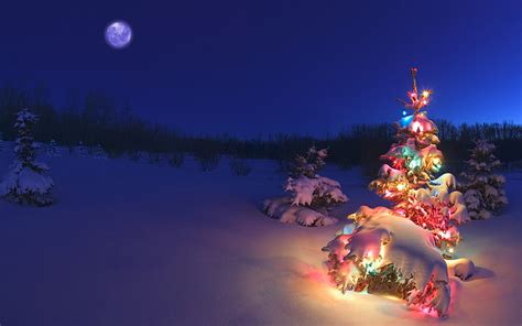 HD wallpaper: Snow and lights on tree in the forest, Christmas ...