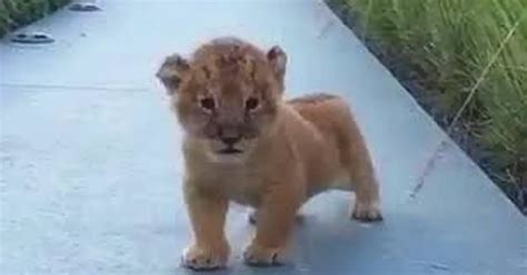 Tiny lion cub tries his best to roar, but sound he makes has internet in hysterics