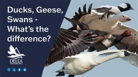 Duck, Goose, Swan-What's the difference? | Duckology | Dr. Nicolai ...