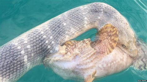 Fish and snake caught mid-battle by Australian fisherman - BBC News