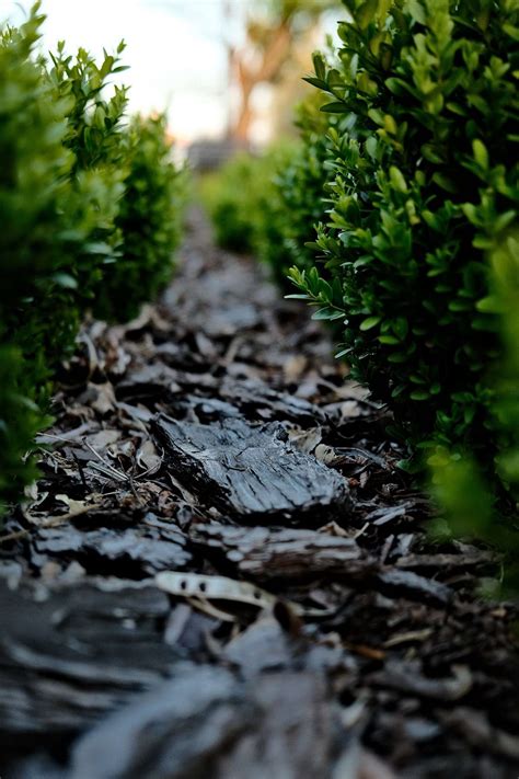 Your Guide On Choosing The Best Mulch Color For Your Lawn & Garden ...