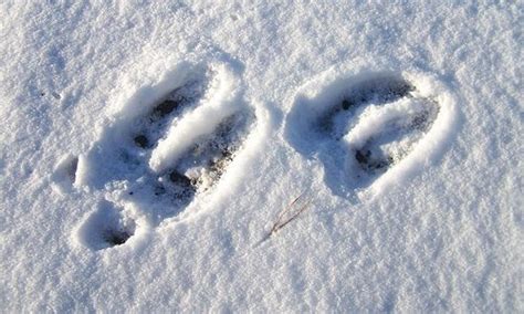 Moose Tracks In The Snow!! | Moose pictures, Deer tracks, Moosetracks