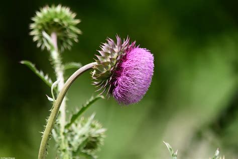 Purple Thistle in 2021 | Plants, Foliage, Flowers