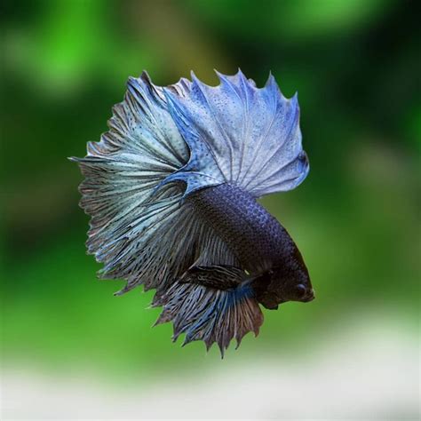 Gorgeous Blue Male Feathertail Betta Siamese Fighting Fish | Peces