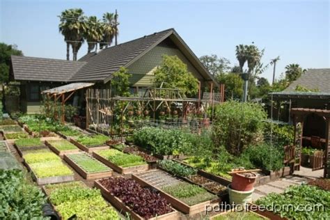 60,000lbs of Organic Food Per Acre! - Off Grid World