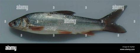 Sacramento splittail fish Stock Photo - Alamy