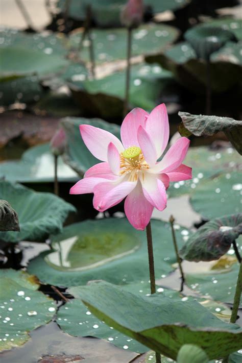 Faded Lotus Flower In Blossom, Pink Free Stock Photo - Public Domain ...